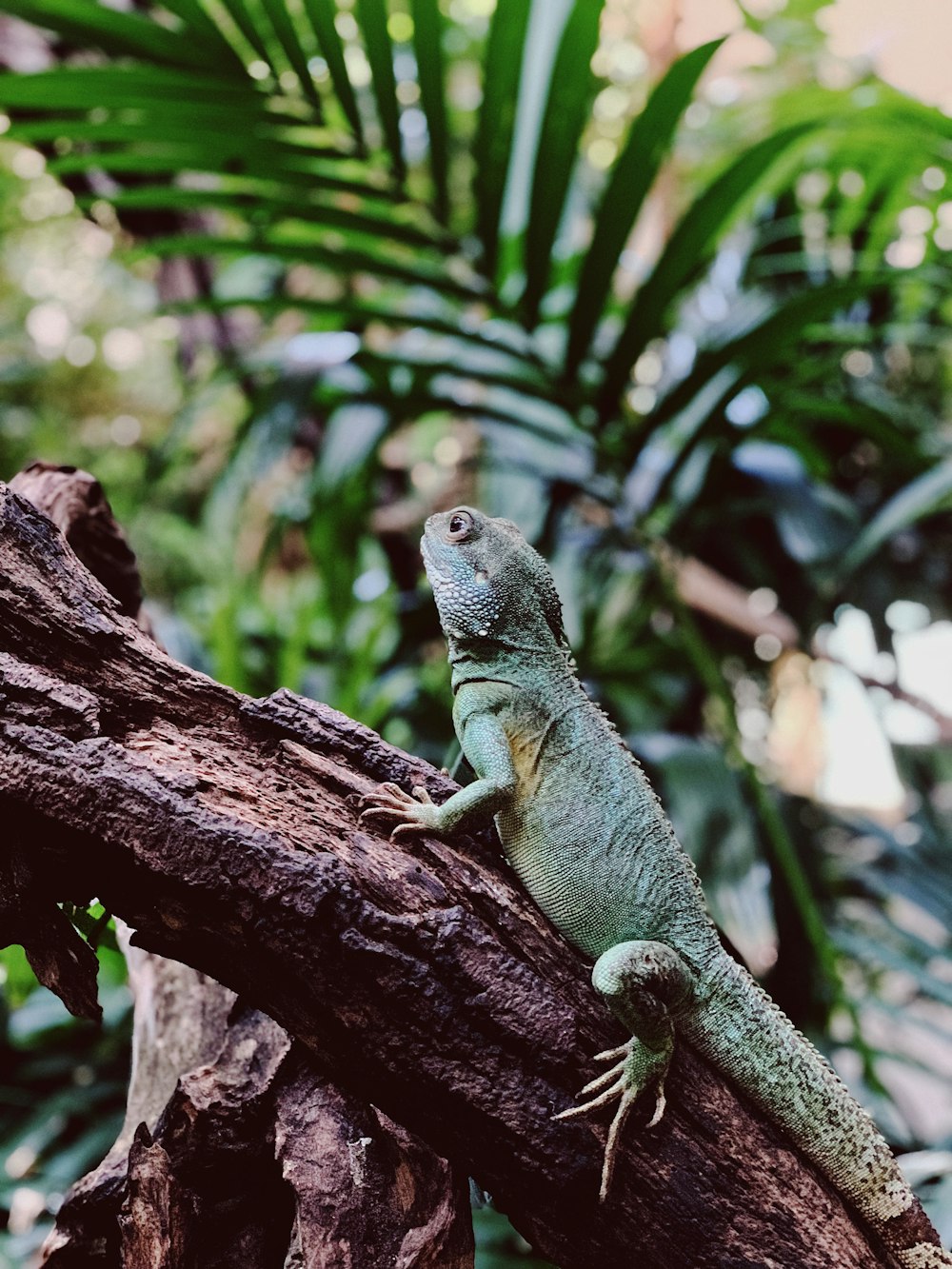 lizard on tree branch