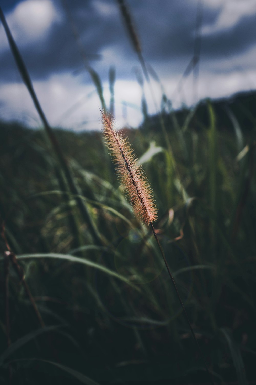 brown flowering plant