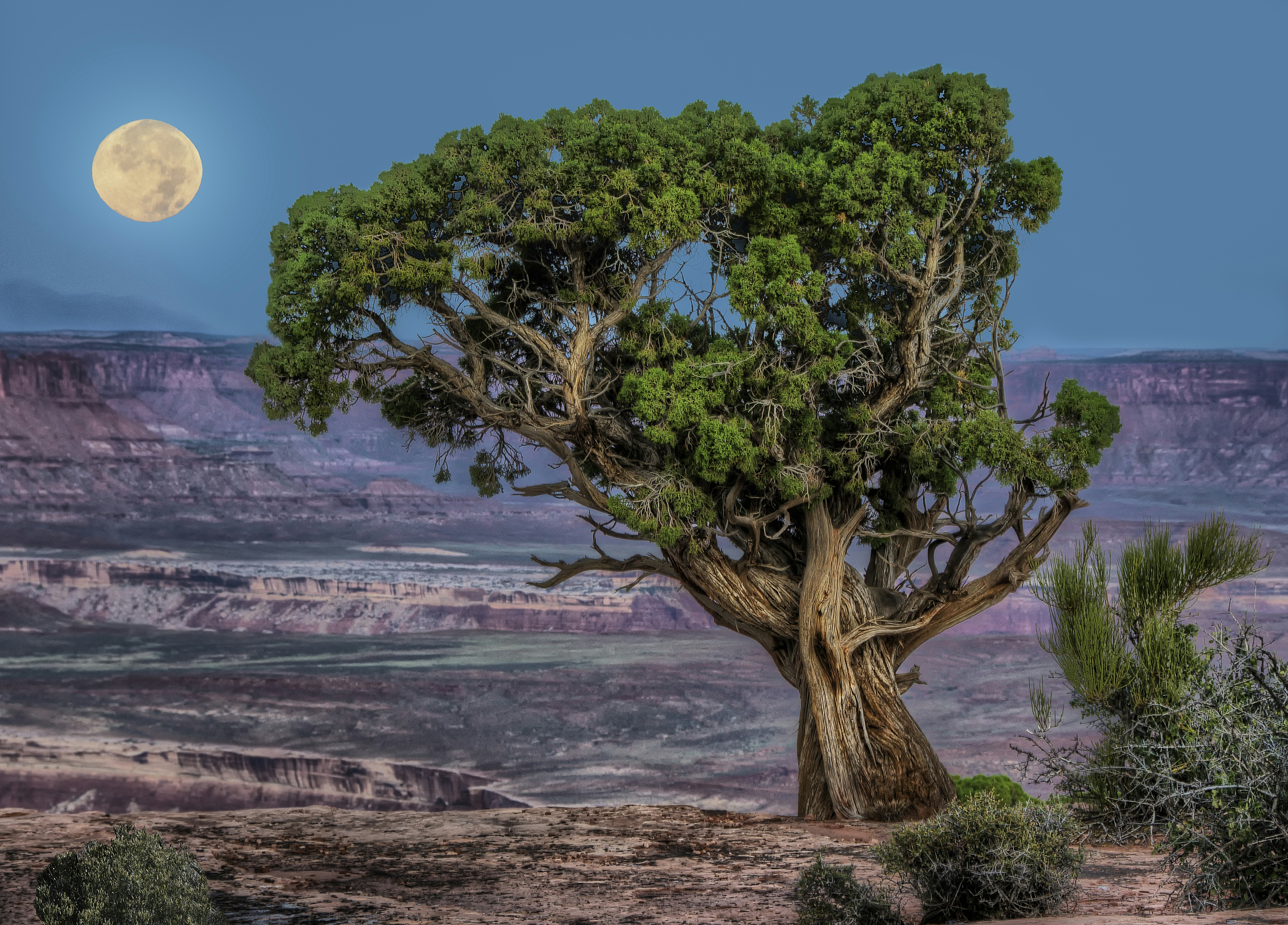 Ganshan Bi Boston Terrier Printemps Été Bienvenue Maison