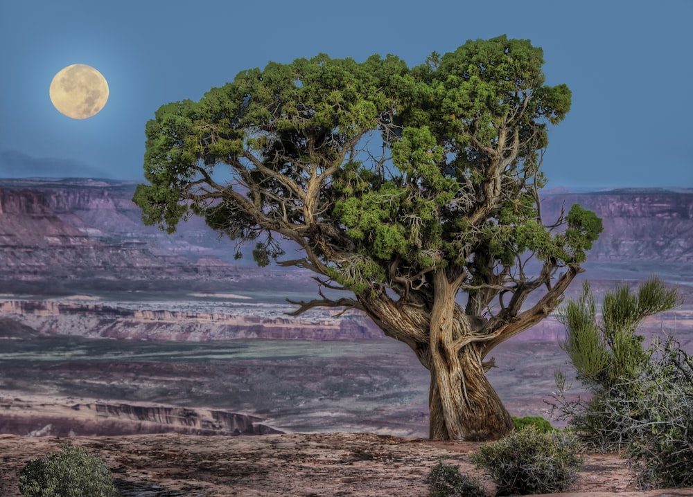 Una luna piena brilla in lontananza dietro un albero