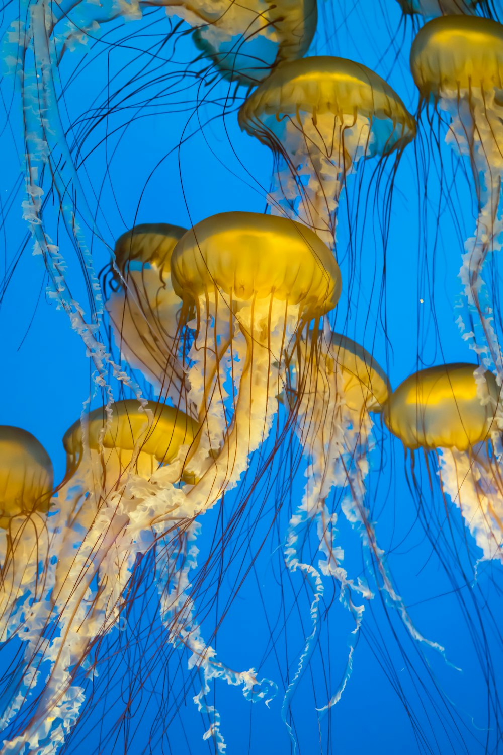 yellow jellyfish