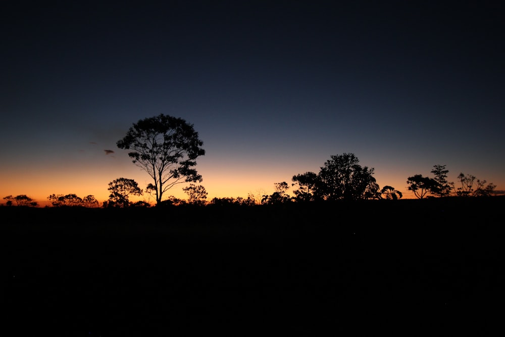 trees during golden hour