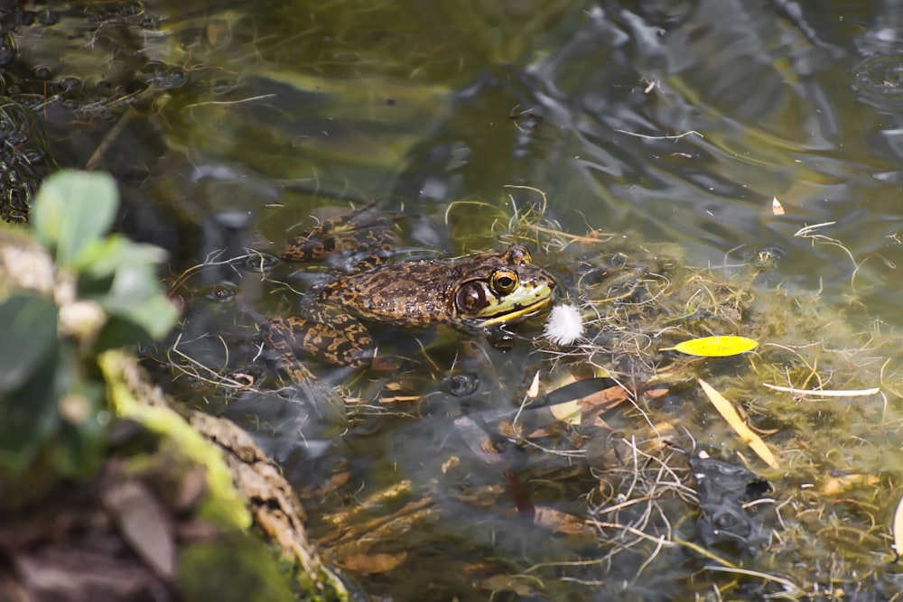 brown frog