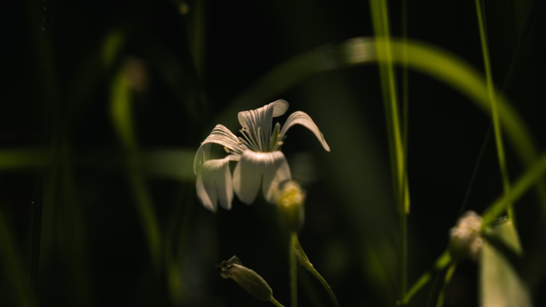 white petaled flower