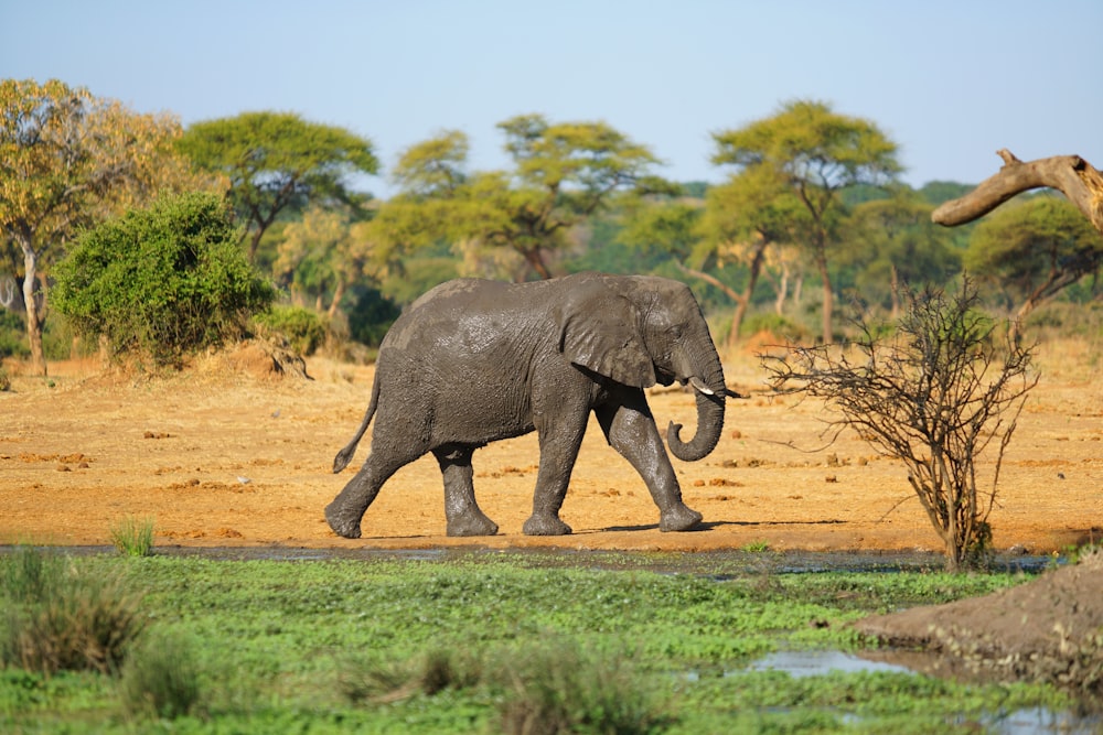 a large elephant walking across a dirt field