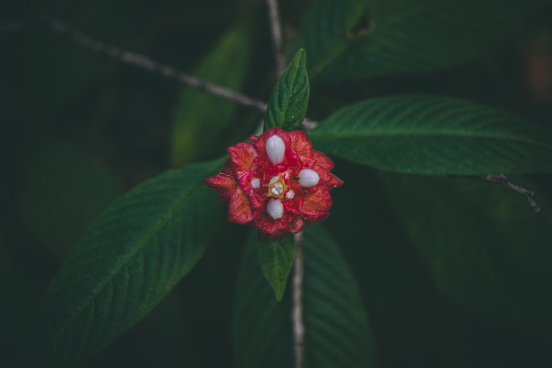 red-petaled flower