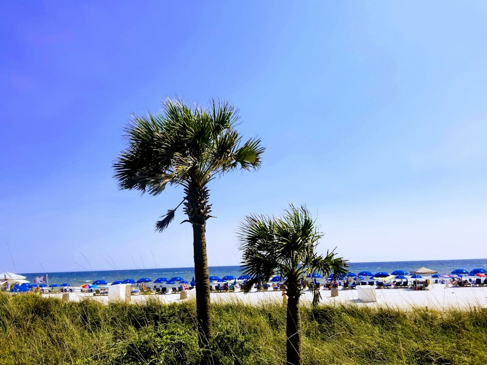 palm trees near beach at daytime