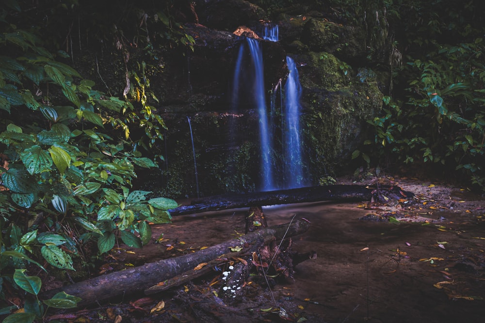 waterfalls and plants