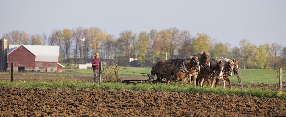 a man is plowing a field with two horses