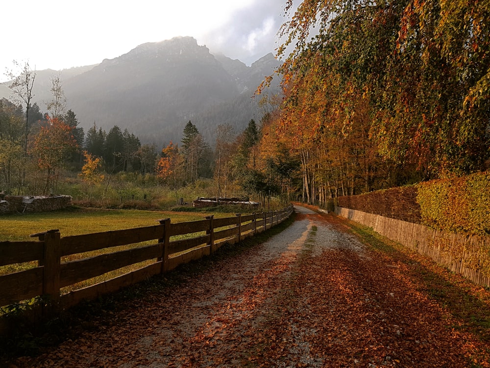 a dirt road with a wooden fence next to a forest