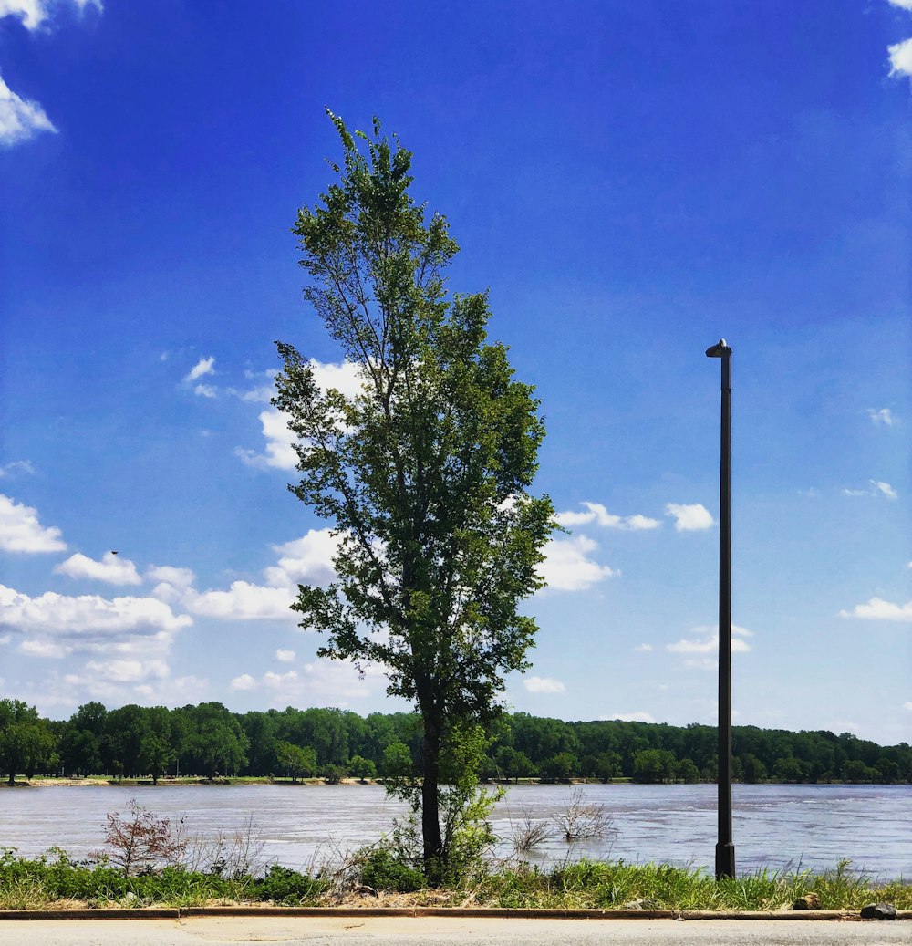 a tall tree sitting next to a river under a blue sky
