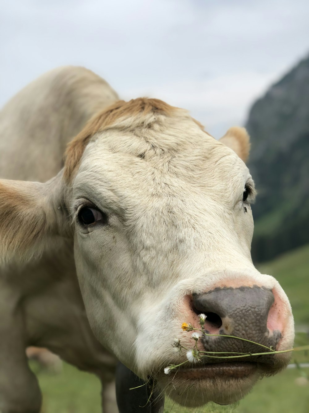 white cattle eating white flowers