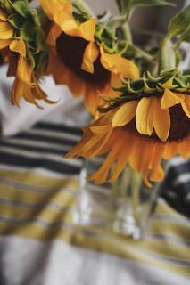 Bright sunflowers in a simple glass vase against a soft pastel background