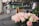 A display of pink and white roses is in the foreground, while a small chalkboard with pricing details stands behind it. In the background, an urban street scene with pedestrians, vehicles, and a row of shops is visible.