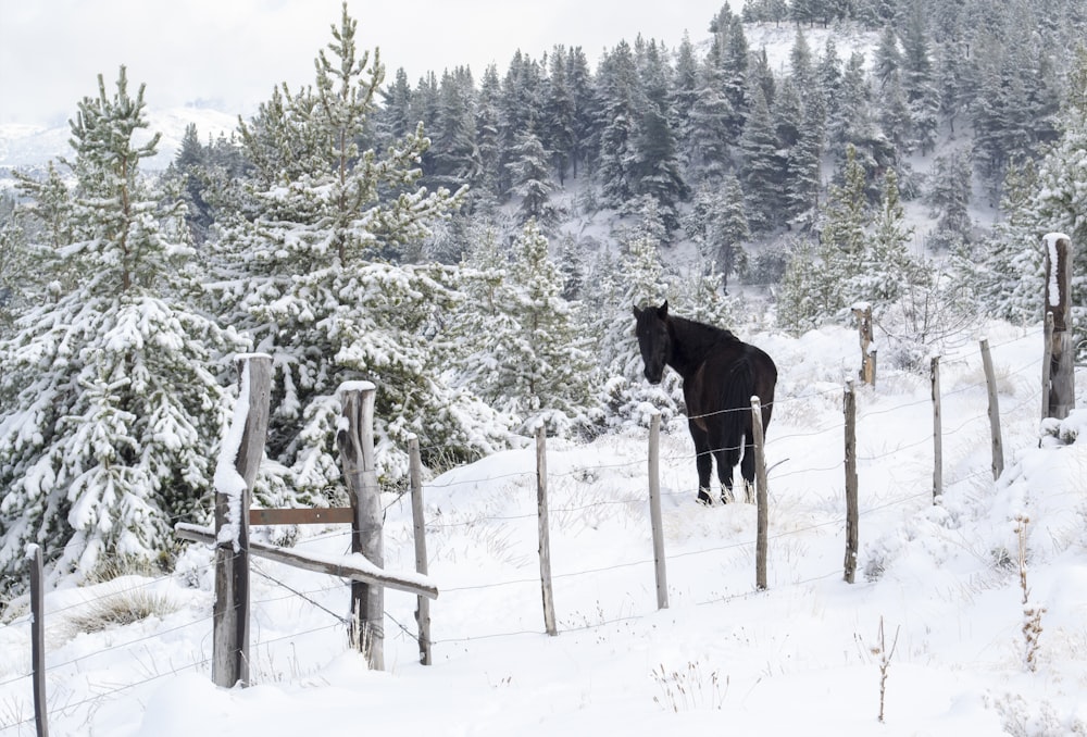 black horse on snow and pine tree covered field