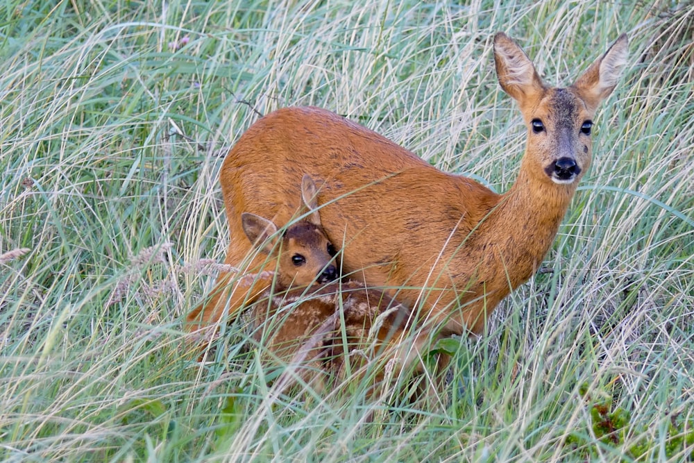 brown deer