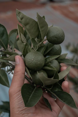Instructor explaining sustainable citrus farming practices to a small class.