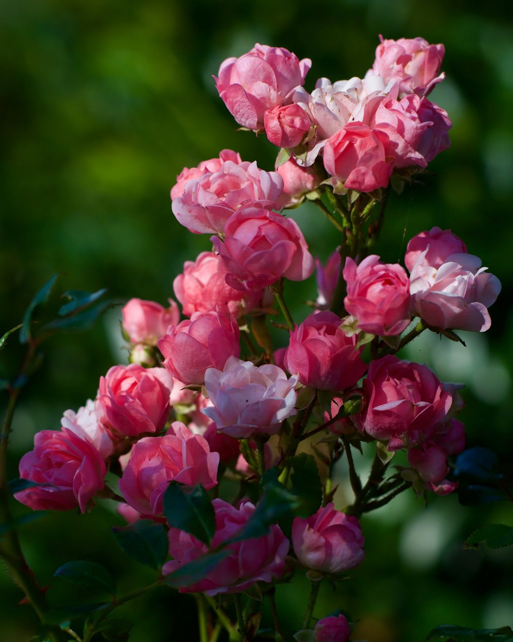 pink petaled flowers blooming at daytime