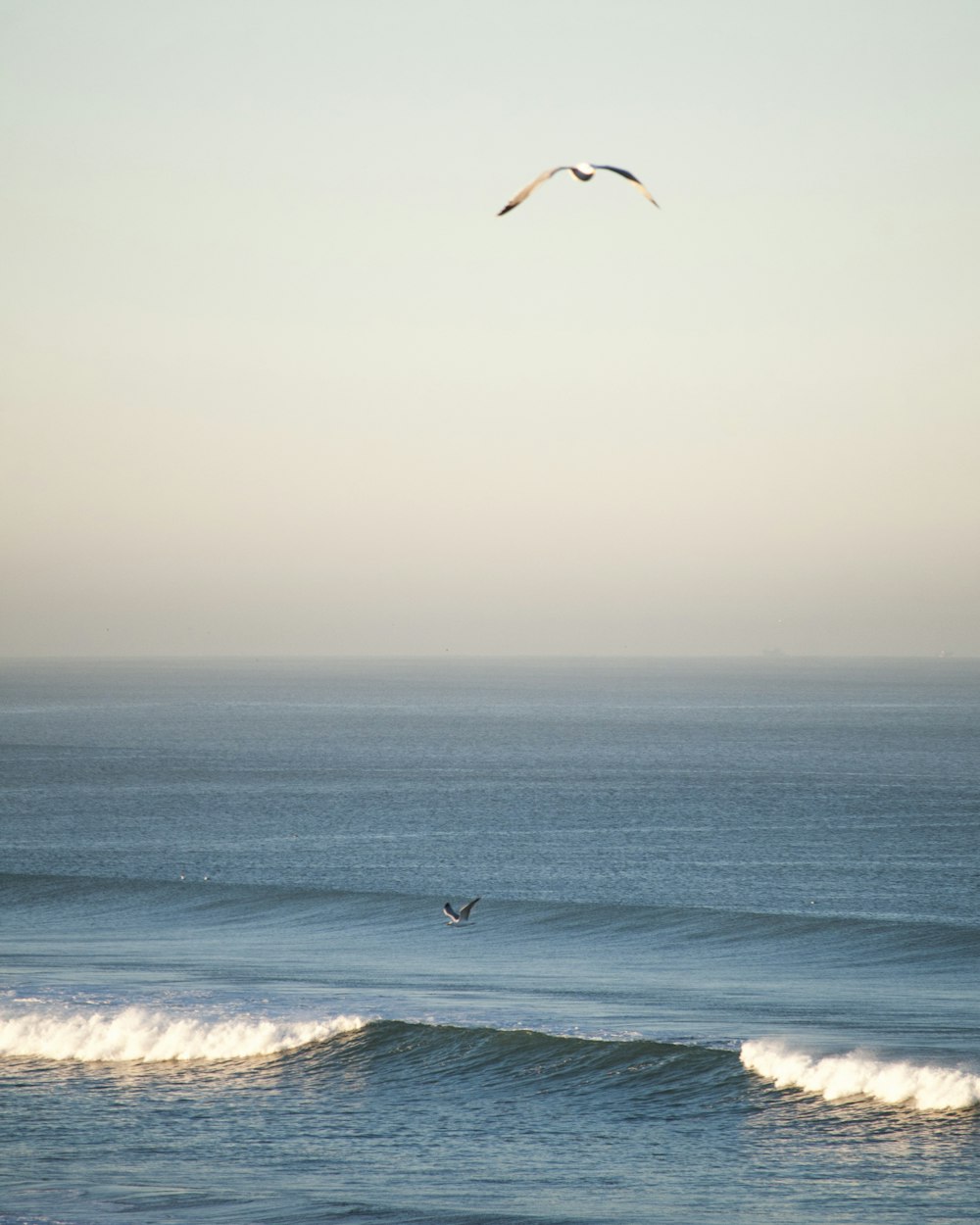 photography of flying bird during daytime