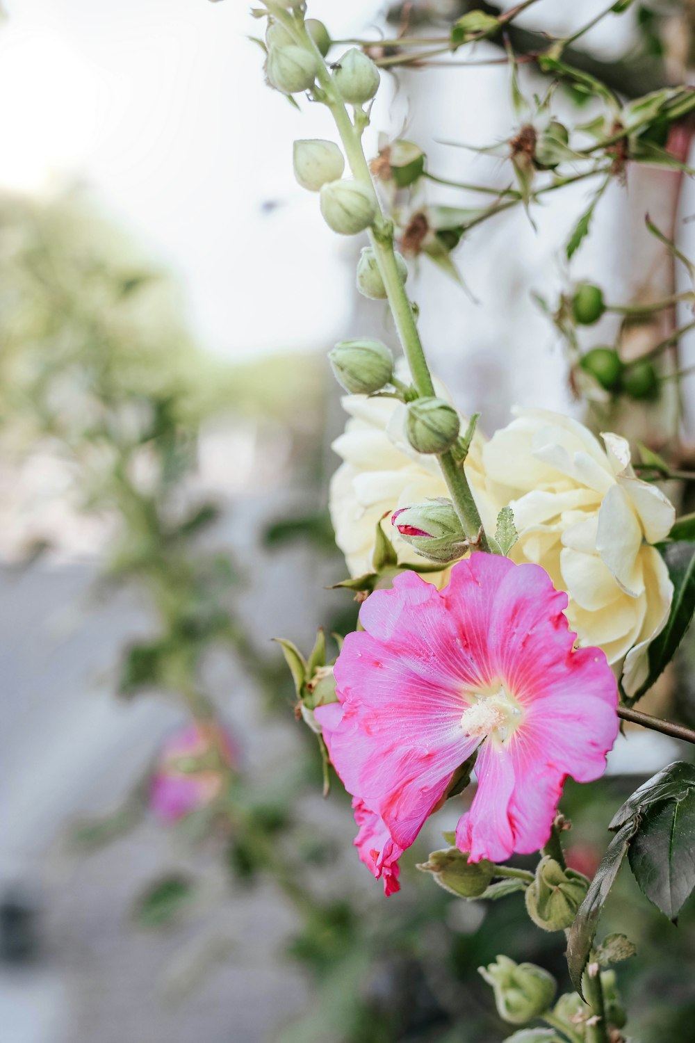 fotografia a fuoco selettiva di un fiore dai petali rosa