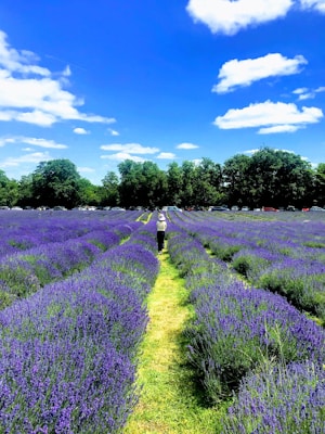 Photo 1563393159 E45100e60f3b?q=85&w=700&h=400&fit=crop