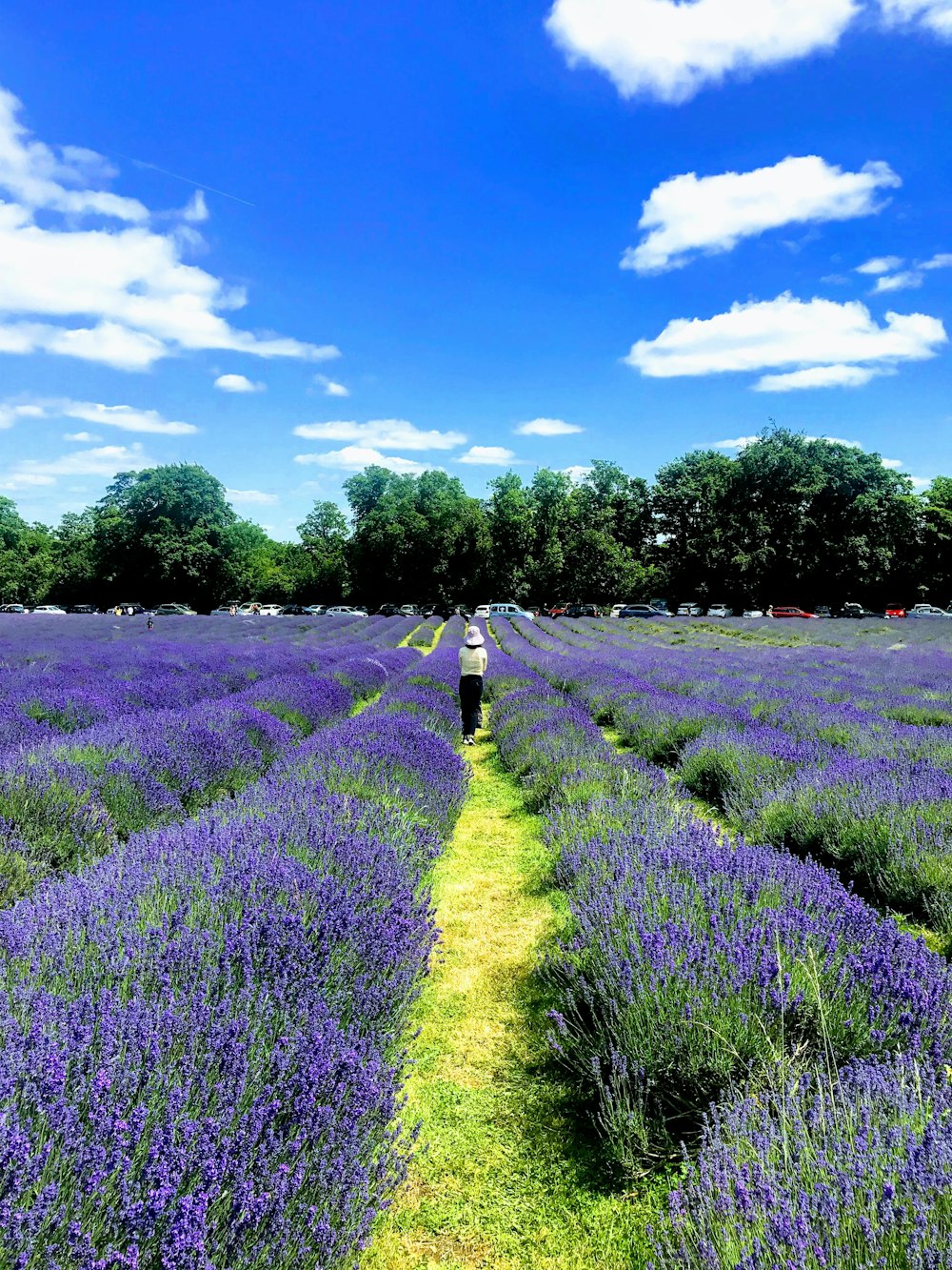 purple flower field at daytime