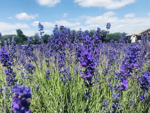 A vibrant field of blooming lavender under a bright blue sky.