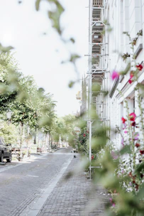 Quiet street view with cobblestone pavement and greenery