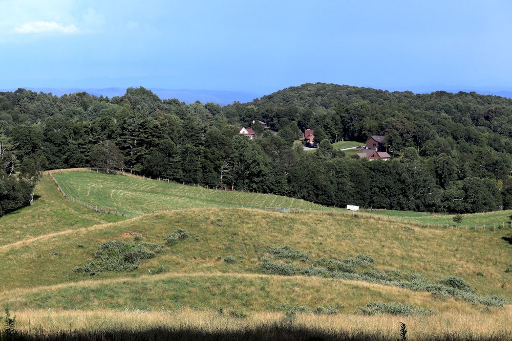 green grass field