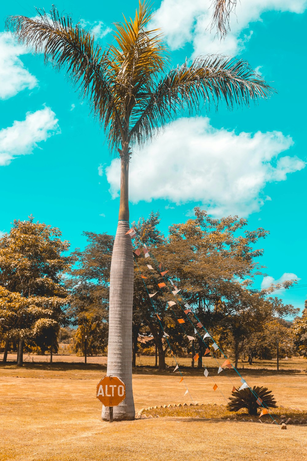 green trees during daytime