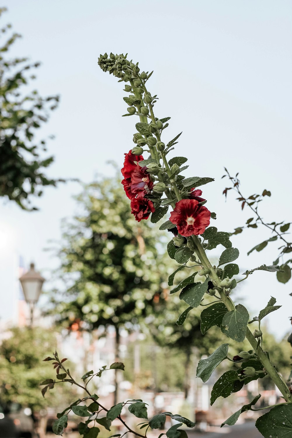 photo of red Poppy flower