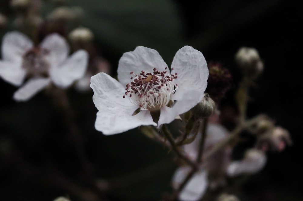 white petaled flower