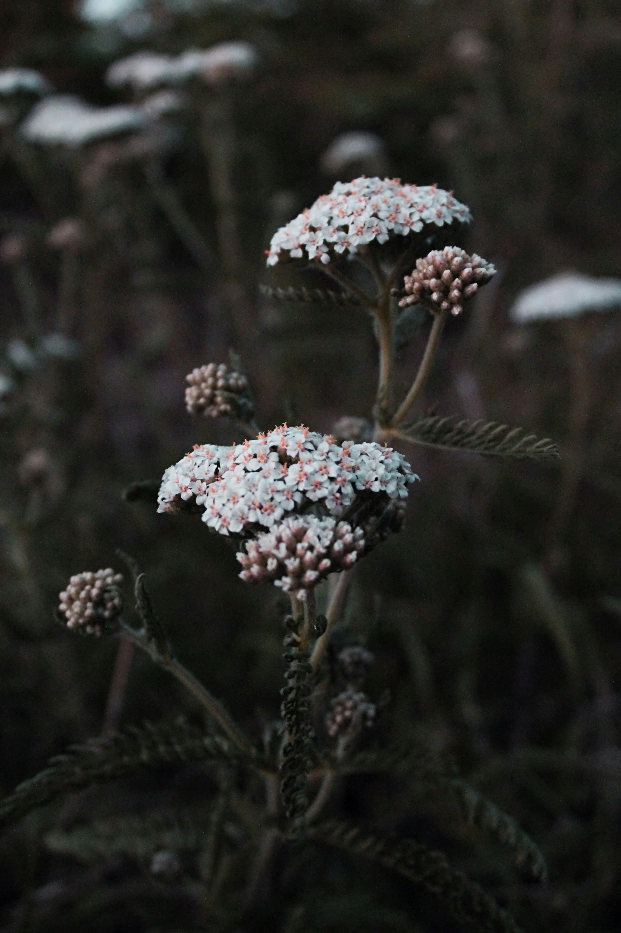 white petaled flower
