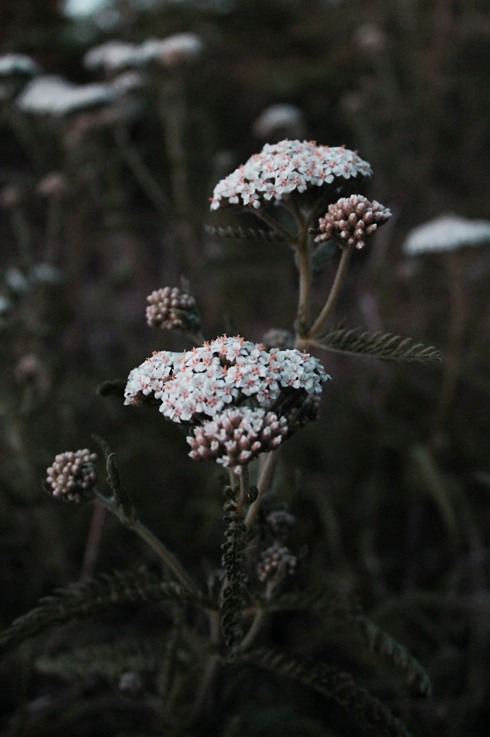 fleur à pétales blancs