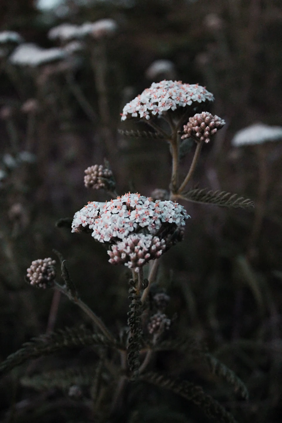 Two white flowers in full bloom face right, surrounded by lush green foliage outdoors