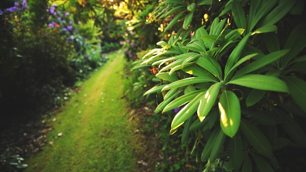 A peaceful garden path with sunlight filtering through lush green leaves.