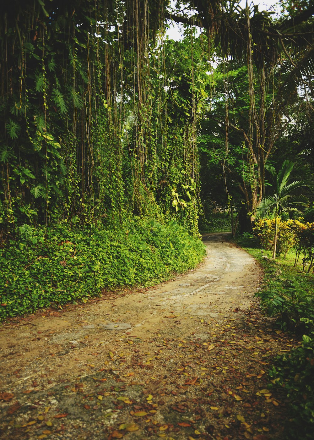 dirt road beside grass and trees