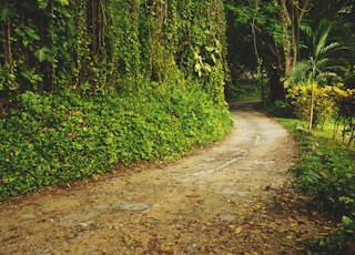 dirt road beside grass and trees