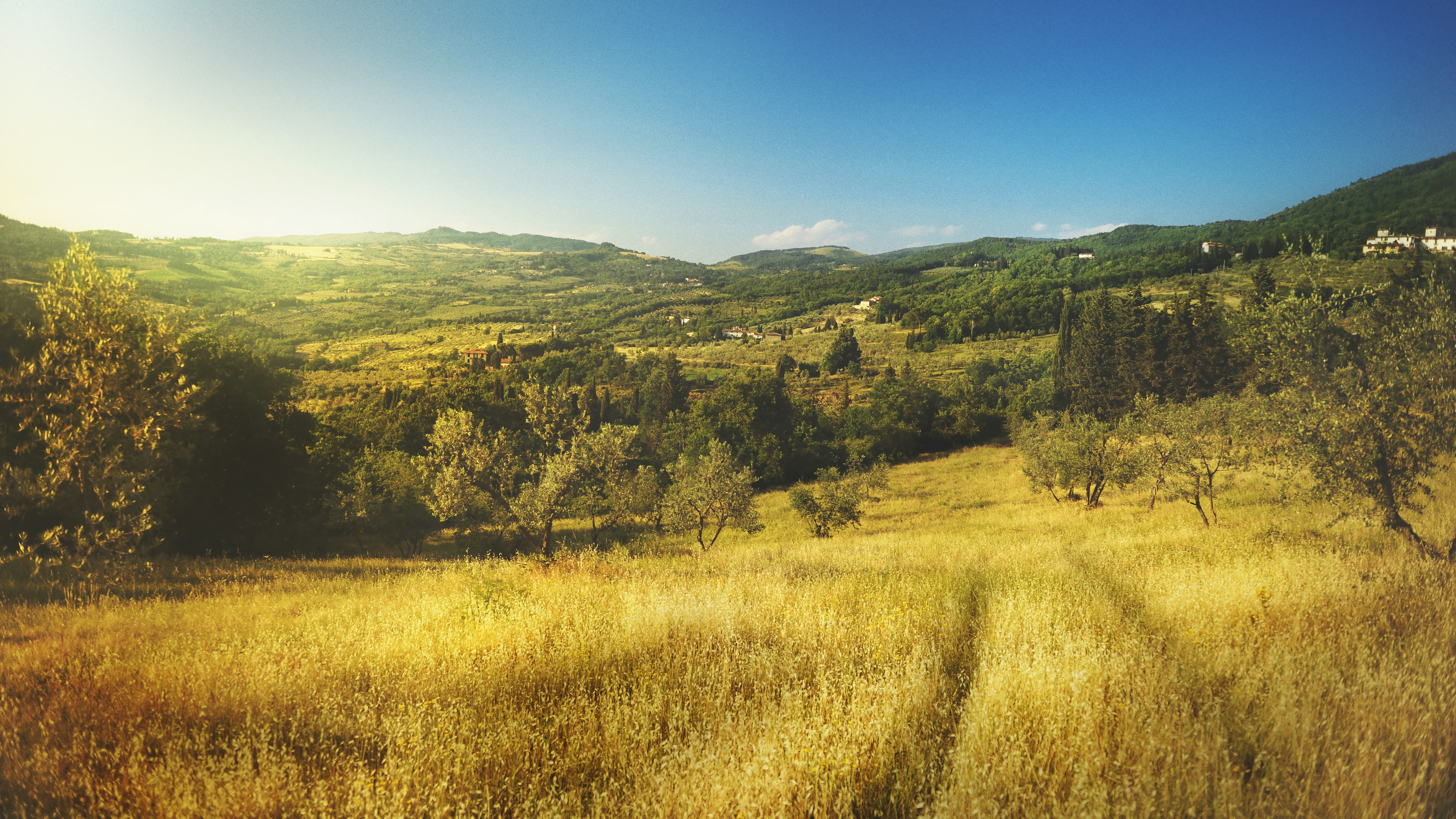 brown field and trees during daytime, 
