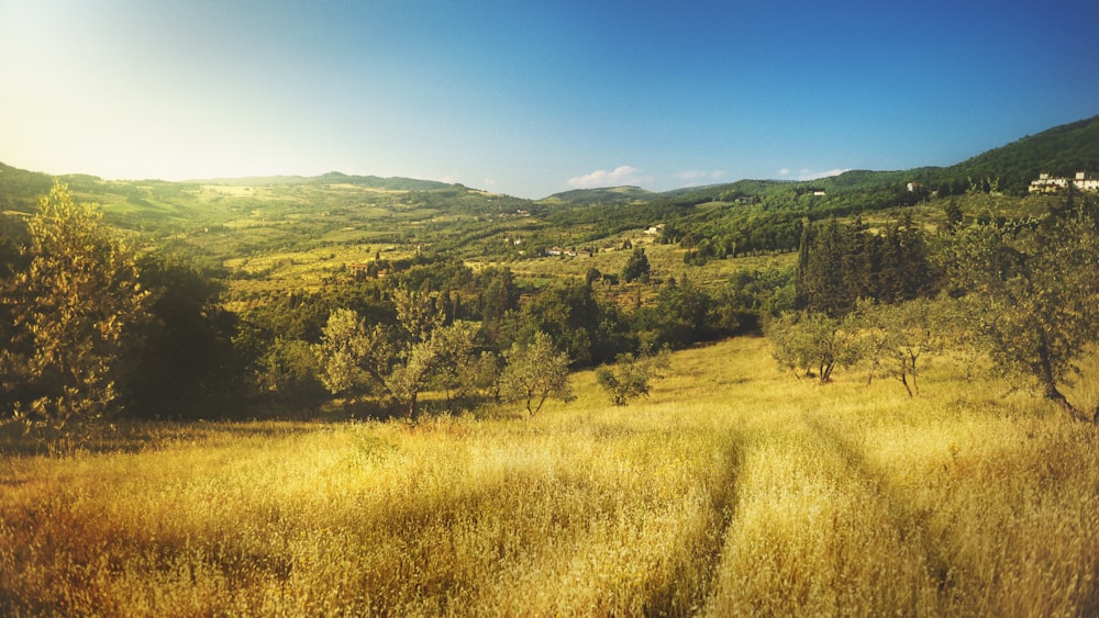 brown field and trees during daytime