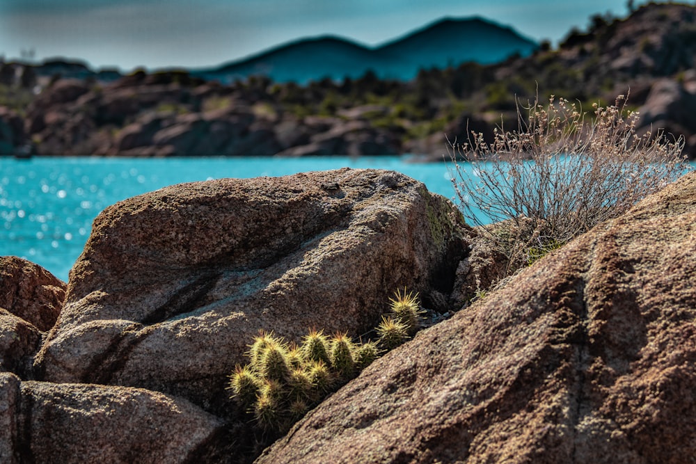 stone near lake