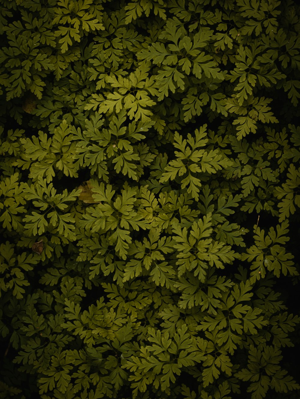 緑の葉の植物の空中写真