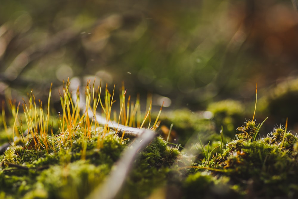 a close up of moss growing on a tree