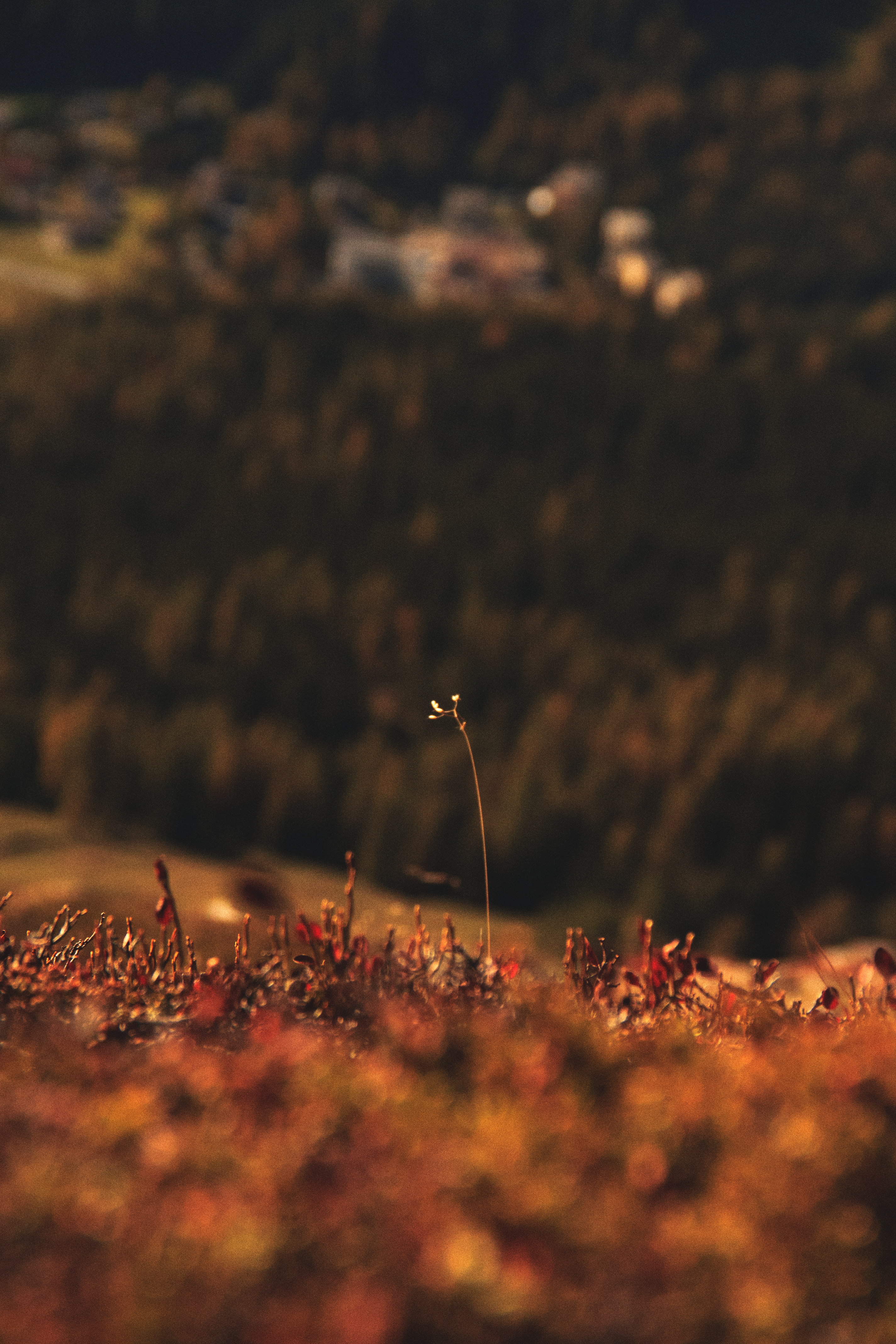 Photo by emperadador