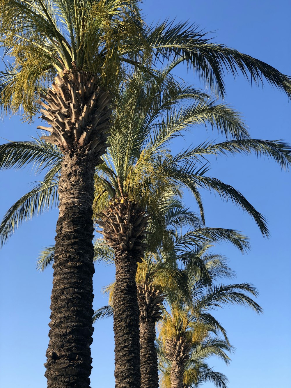 photo of green palm trees