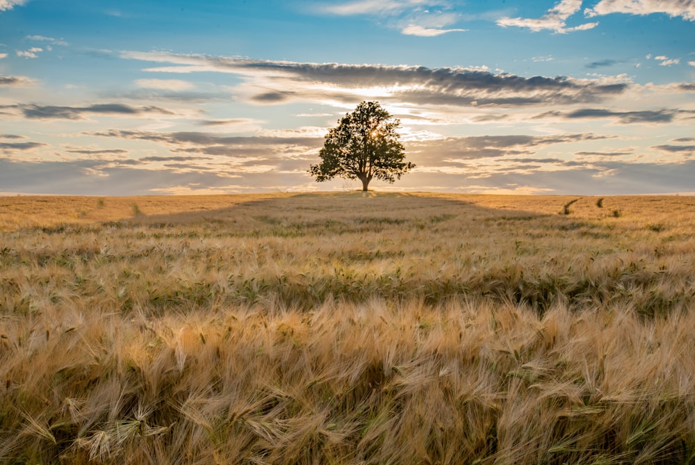 tree in open field