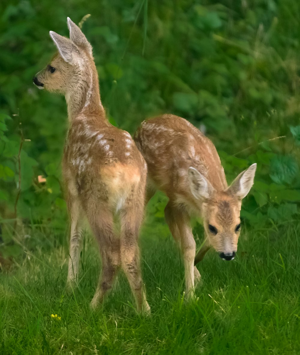 two brown deers