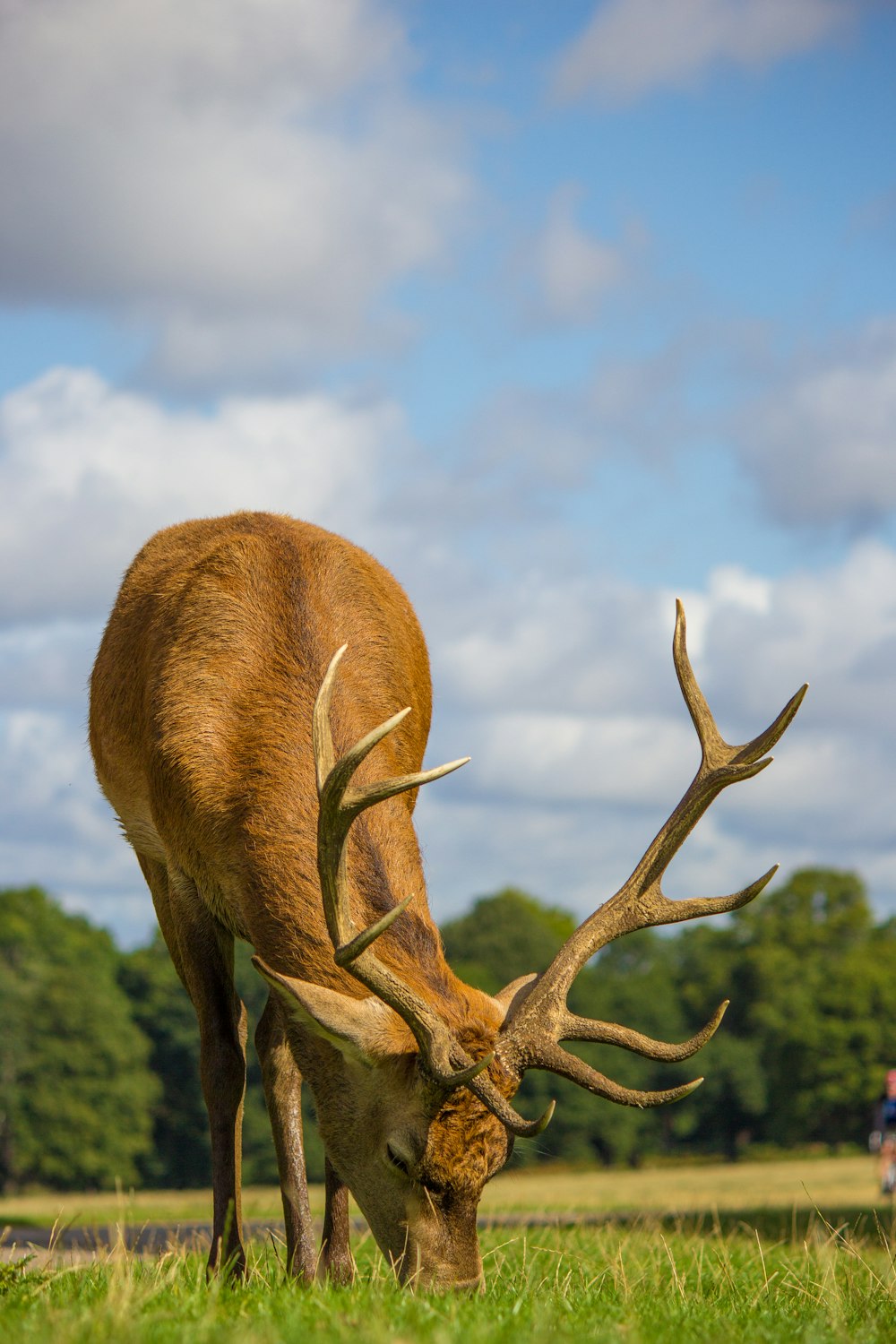 brown reindeer grazing