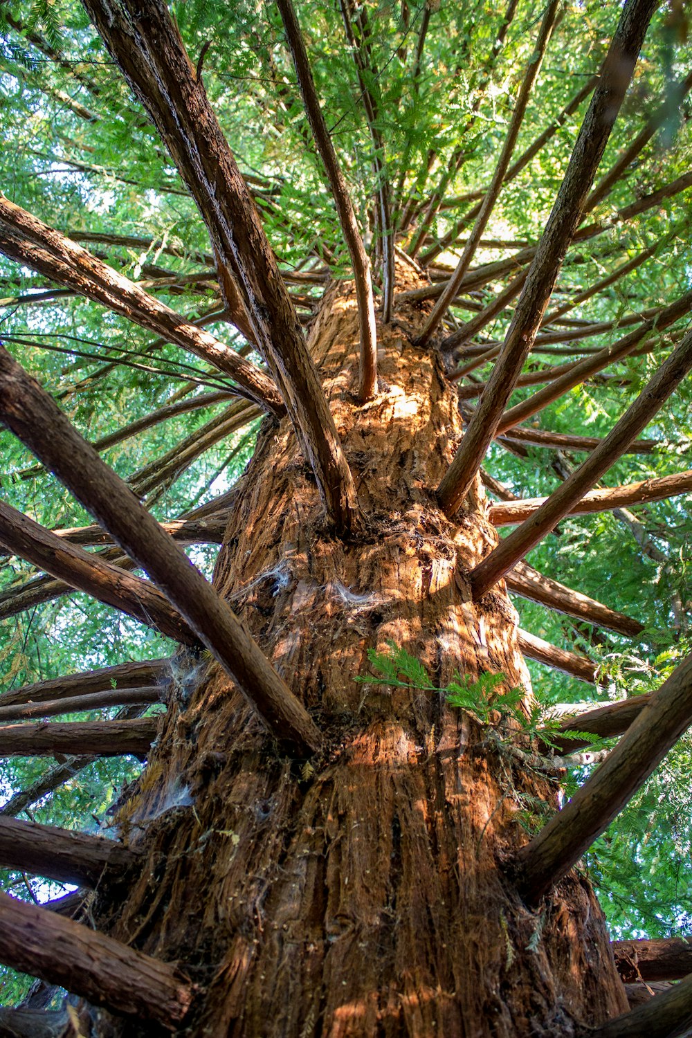 green leafed tree