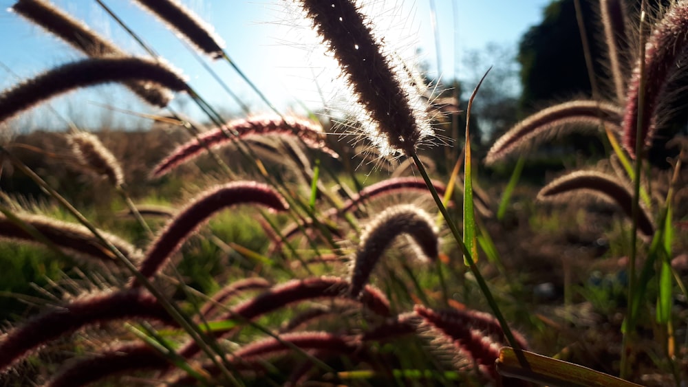 green-leafed plant